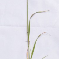 Italian Rye-grass